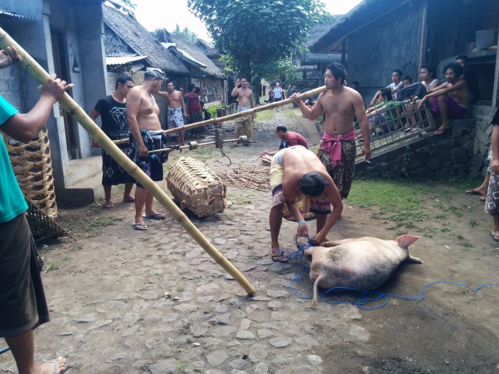 ViajesFreya/Blog/Mis-Viajes/Bali-2014/Matanza-del-cerdo-en-Tenganan