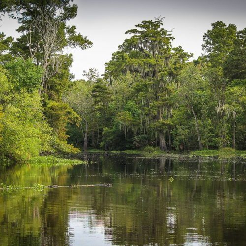 selva de Brunei