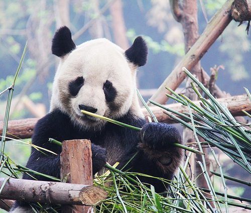 Chengdu-Pandas-china